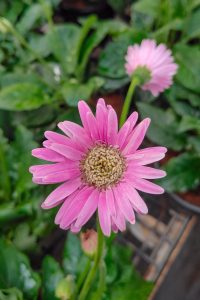 A close-up of a vibrant pink flower with long, delicate petals radiating from a central brownish-yellow core. 