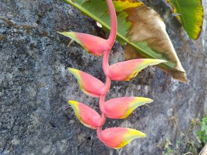 A close-up image of a vibrant pink and yellow heliconia flower, showcasing its unique shape and color.
