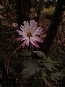 A close-up photograph of a flower with petals that are predominantly white with soft pink tips.
