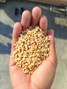 A close-up of a hand holding golden wheat grains.