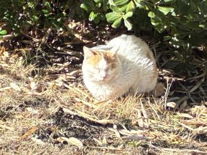 
A fluffy white cat with orange patches is resting on the ground amidst grassy and leafy surroundings.