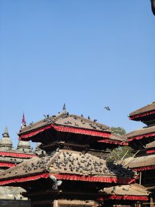 A bright blue sky serves as a backdrop for traditional wooden pagoda-style roofs adorned with red fabric, which are dotted with numerous pigeons. 