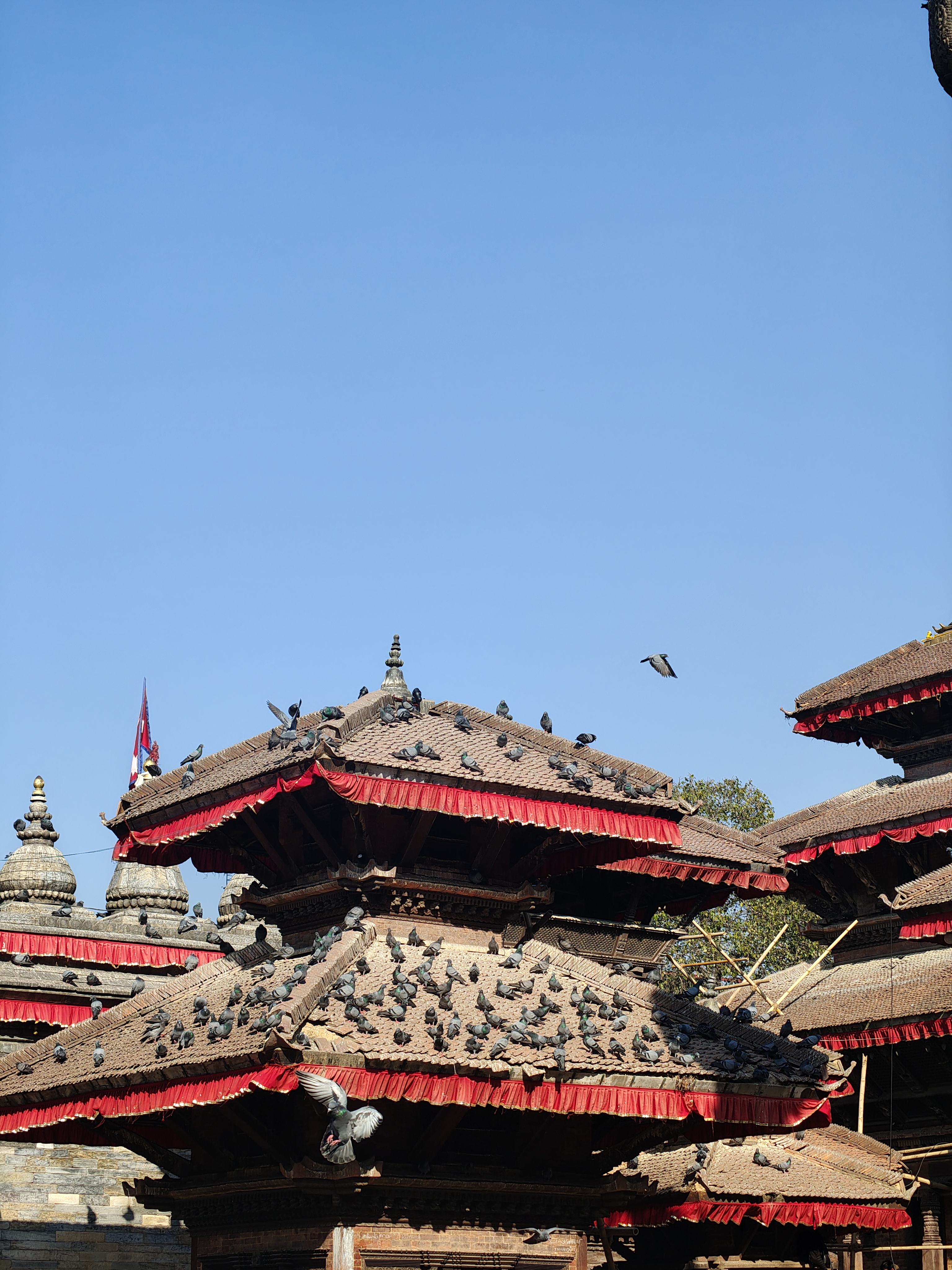 A bright blue sky serves as a backdrop for traditional wooden pagoda-style roofs adorned with red fabric, which are dotted with numerous pigeons. 