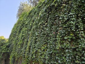 A lush green wall of climbing plants with thick leaves, set against a clear blue sky.