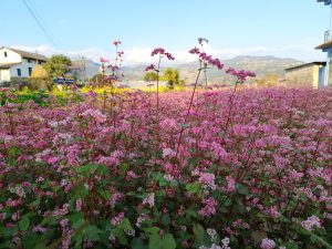 A vibrant field filled with clusters of pink and white flowers stretches into the distance. In the background, there are a few houses with green and stone walls, and the landscape is framed by distant mountains under a clear blue sky.