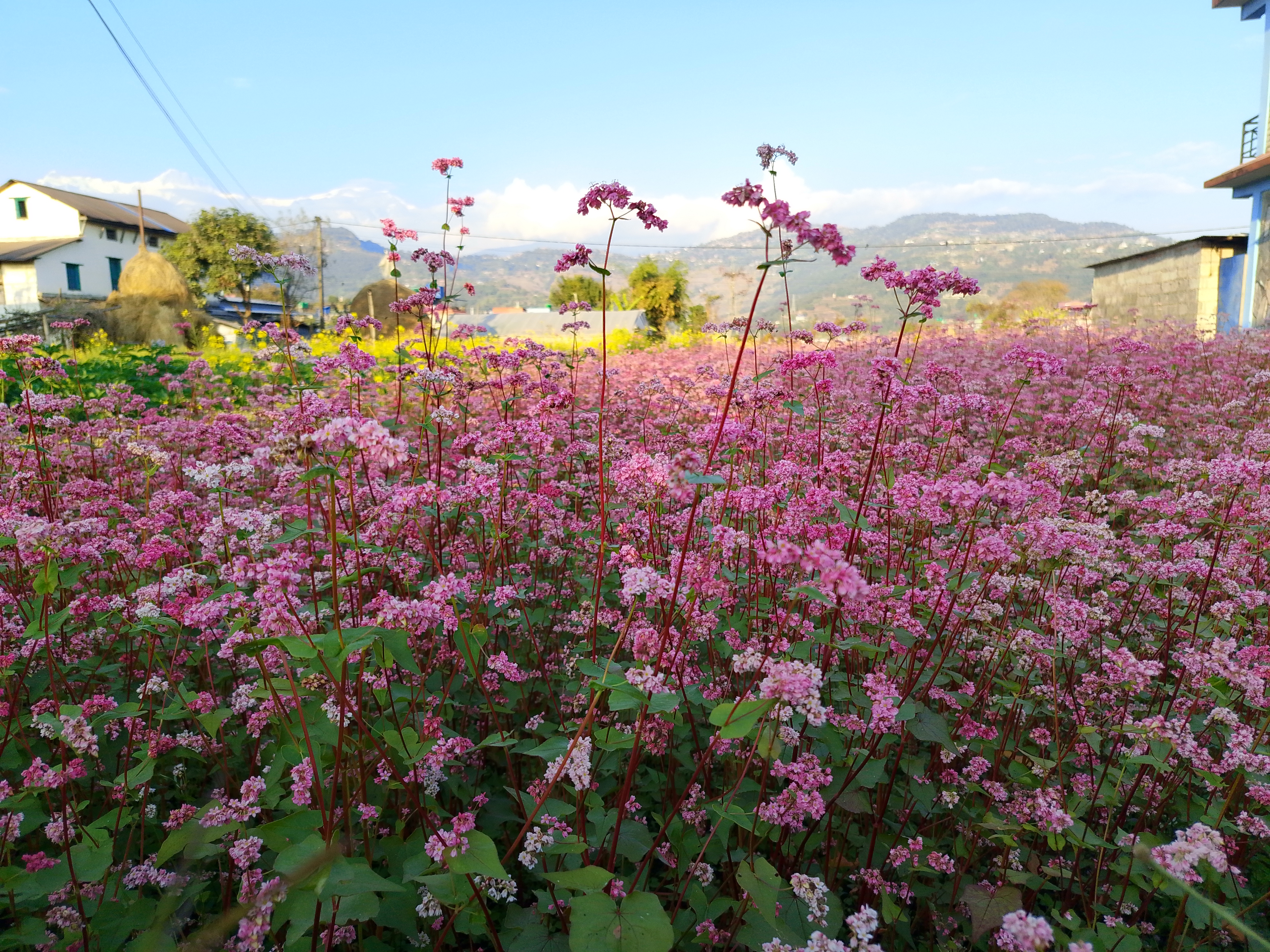 A vibrant field filled with clusters of pink and white flowers stretches into the distance. In the background, there are a few houses with green and stone walls, and the landscape is framed by distant mountains under a clear blue sky.