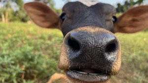 An extreme close-up of a calf&rsquo;s face, highlighting its nostrils, with its mouth slightly open showing a hint of front teeth.