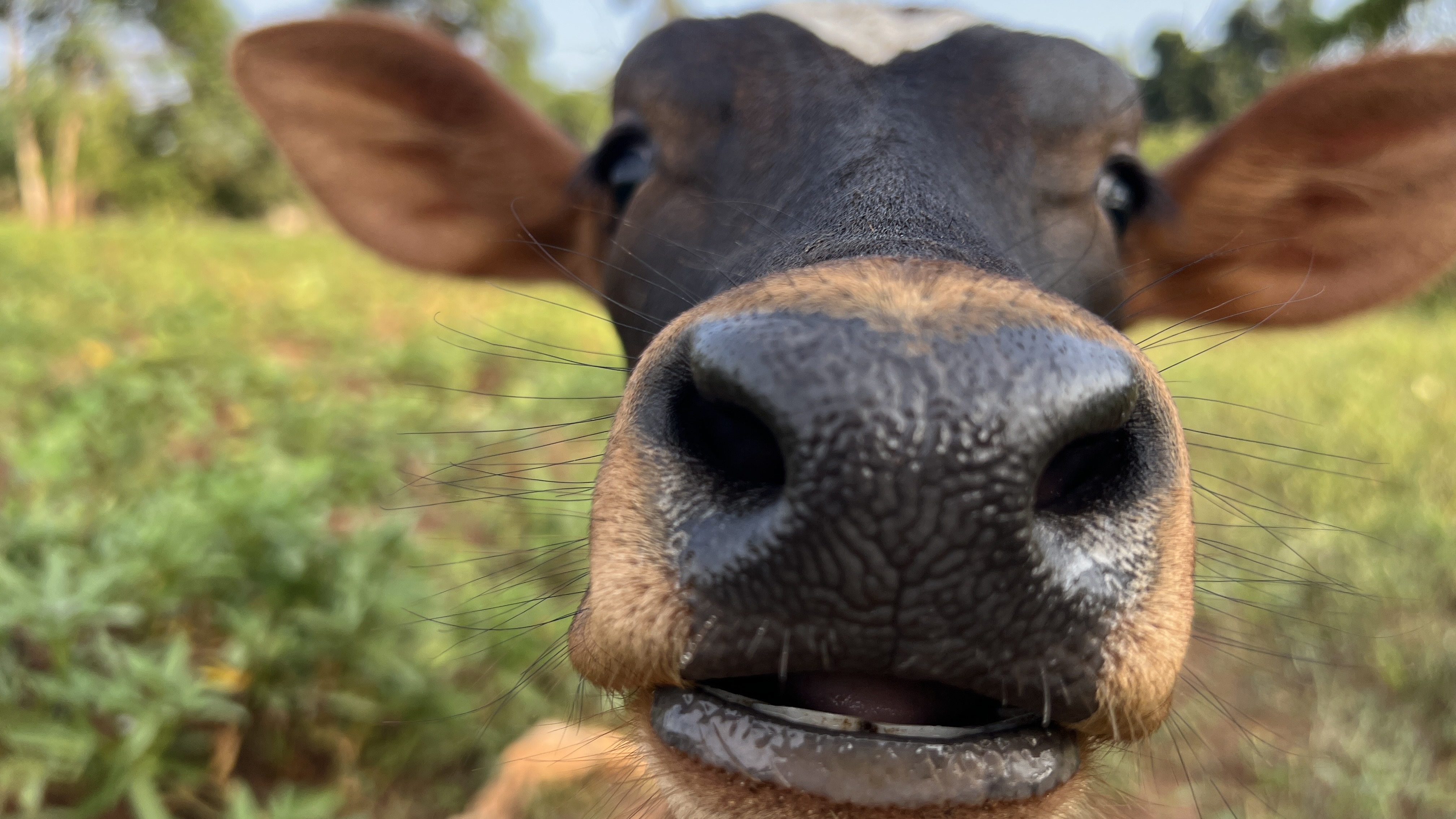 An extreme close-up of a calf&rsquo;s face, highlighting its nostrils, with its mouth slightly open showing a hint of front teeth.