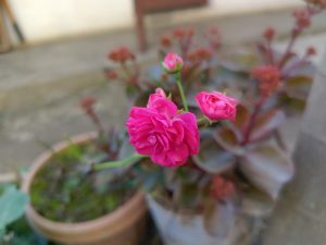 A close-up image of vibrant pink flowers, with several blooms in varying stages of openness.