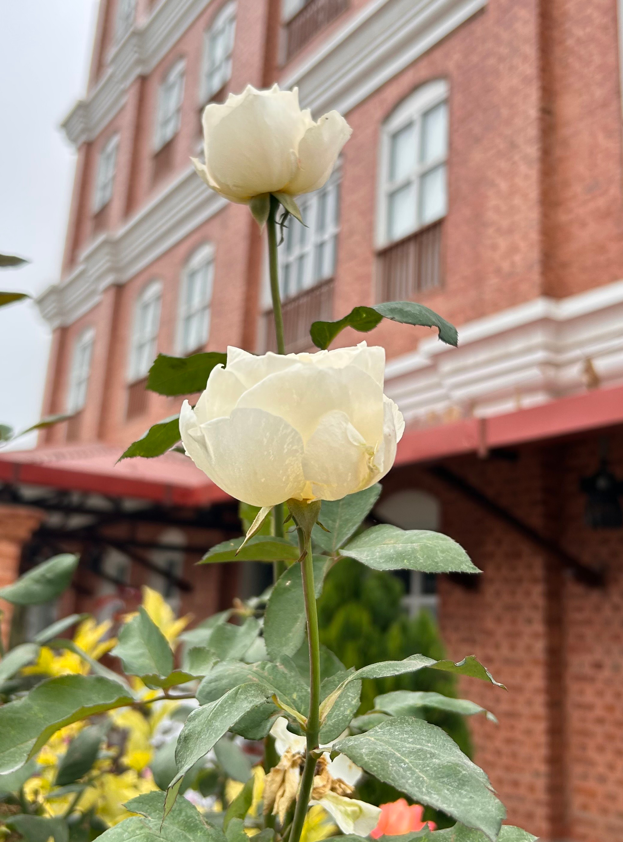 A close-up view of two white roses with a blurred background featuring a red-brick building and multiple windows.