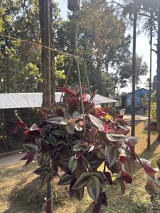 A decorative hanging plant with striking purple foliage and green stems, creating a visually appealing display.