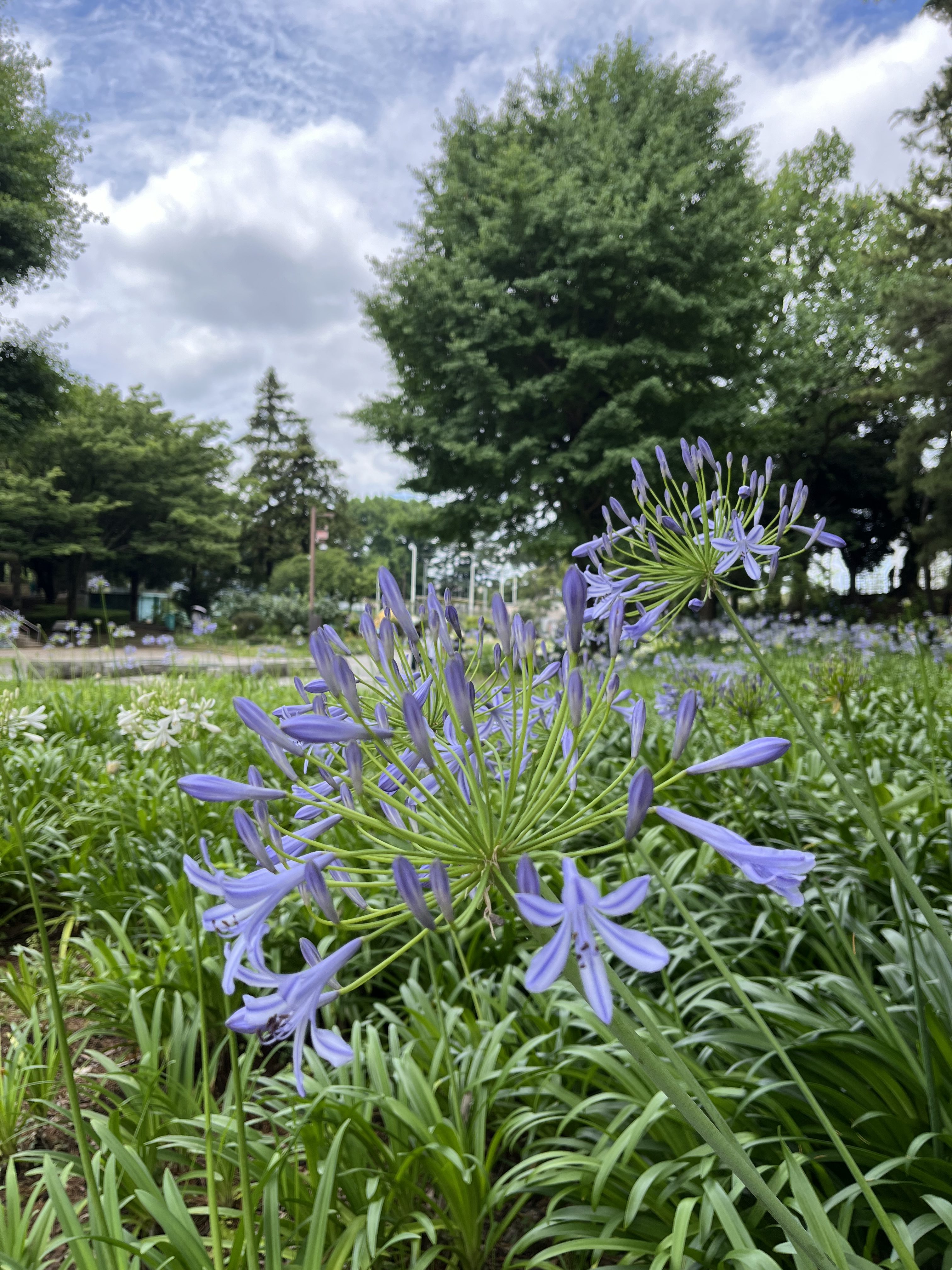 A close-up view of vibrant purple flowers with long, slender petals, surrounded by lush green foliage