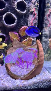 A blue tang fish swimming above a purple-spotted plant in a broken clay pot.