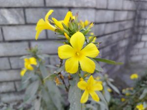 A close-up photograph of yellow flowers blooming on a plant, with bright, five-petaled blossoms and green leaves