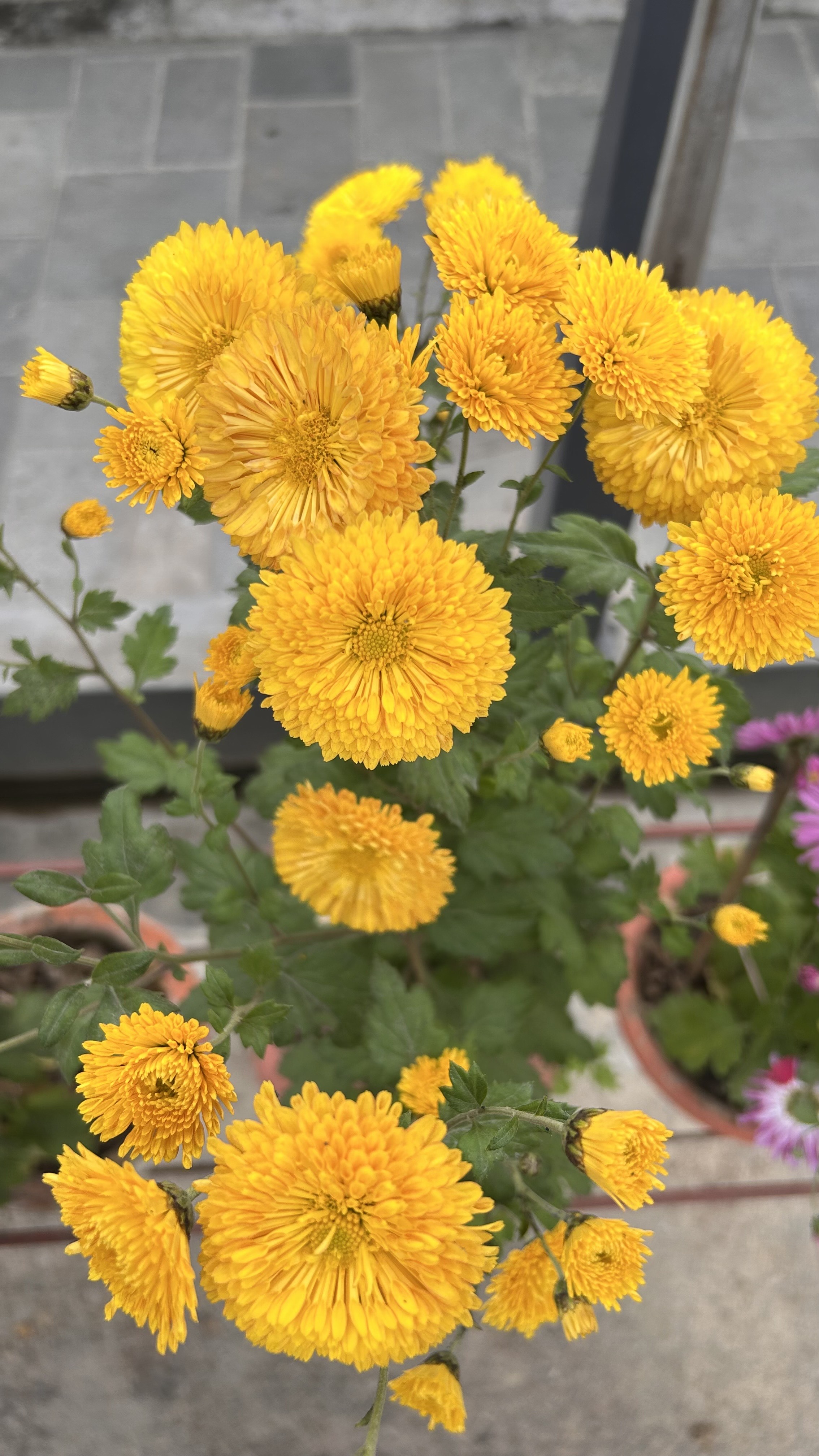 A cluster of vibrant yellow flowers with layered petals, set against a blurred background.