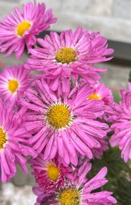A close-up of vibrant pink daisies featuring long petals and bright yellow centers.