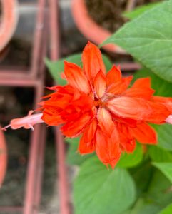 A close-up image of a vibrant red flower, showcasing its intricate petals.