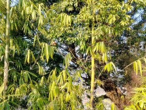 A lush green scene featuring tall bamboo plants with long, slender leaves, surrounded by dense leafy trees.
