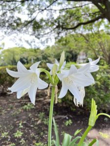 A cluster of white flowers with pointed petals, standing tall against a blurred green background of trees and foliage. 