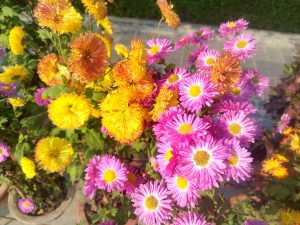 A vibrant arrangement of flowers in various colors, featuring bright yellow and orange blooms alongside clusters of pink daisies. 