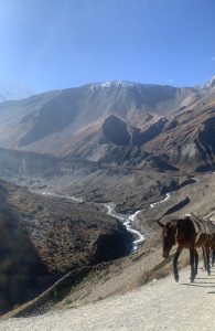 
A brown horse is walking along a gravel path in a rugged mountainous landscape. The background features steep, rocky mountains with some snow on the peaks and a clear blue sky