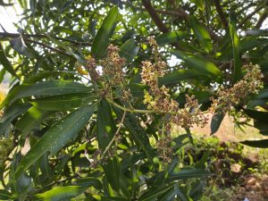 Close-up of a mango tree branch with green leaves, small yellowish flowers, and developing green mangoes against a blurred natural background.