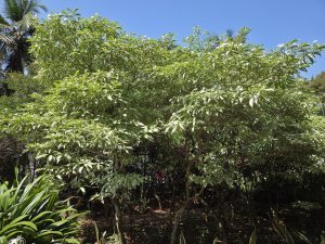 A densely foliated area with vibrant green leaves. There are additional plants with reddish-purple foliage visible in the background.