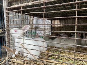 White rabbits with pink eyes are inside a wire cage lined with straw. One prominent rabbit is near the front, conveying a sense of curiosity.
