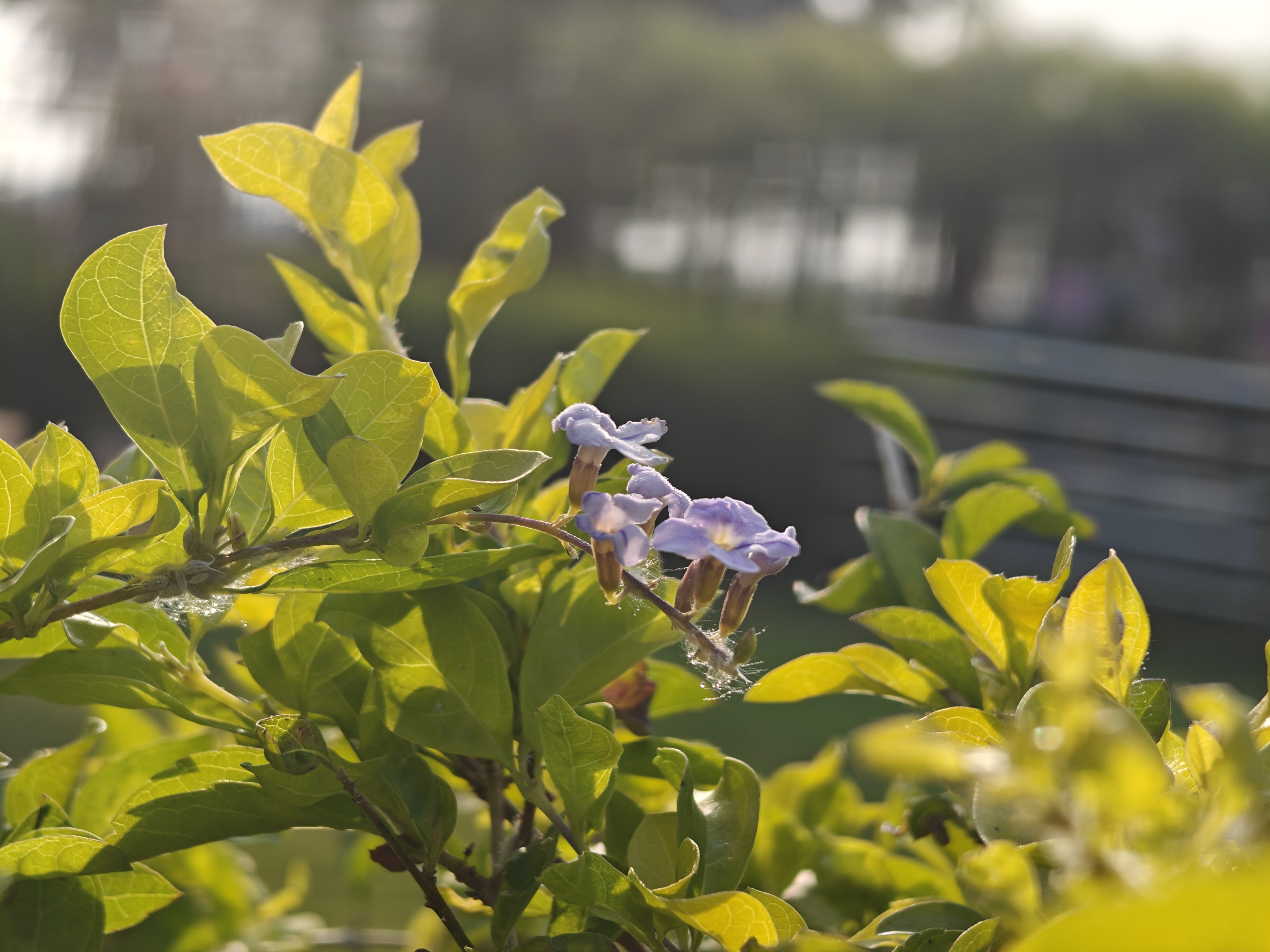 Small purple flowers blooming on a green leafy plant, softly lit by warm sunlight with a blurred outdoor background.