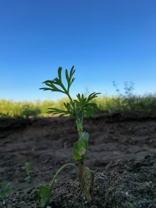 A small green plant with delicate, jagged leaves grows from dark soil, set against a clear blue sky
