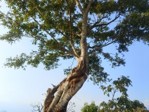 A tall tree with a robust trunk and lush green foliage reaches upwards against a clear blue sky. 