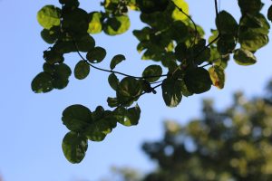 A close-up view of green leaves against a bright blue sky.