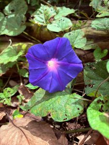 A vibrant purple flower with a star-like pattern in the center sits among lush green leaves and fallen brown foliage.