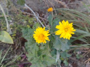 A close-up view of a yellow flower with multiple petals, surrounded by green leaves.