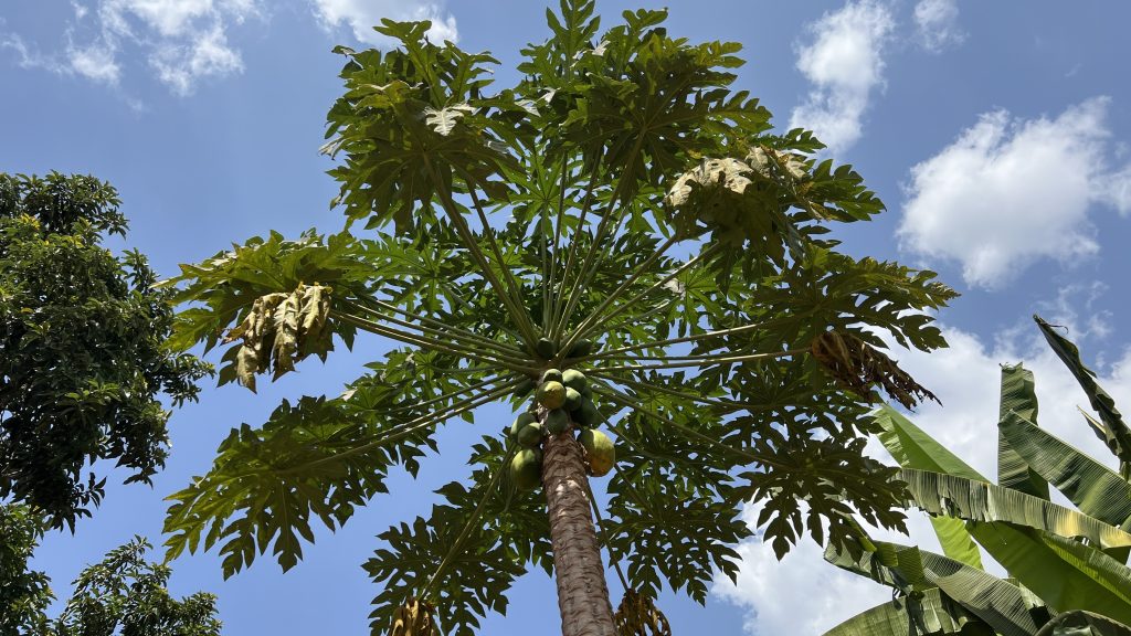 The top part of a pawpaw tree with green and ripe pawpaws as seen from below. The tree can be seen against a blue sky with white clouds.