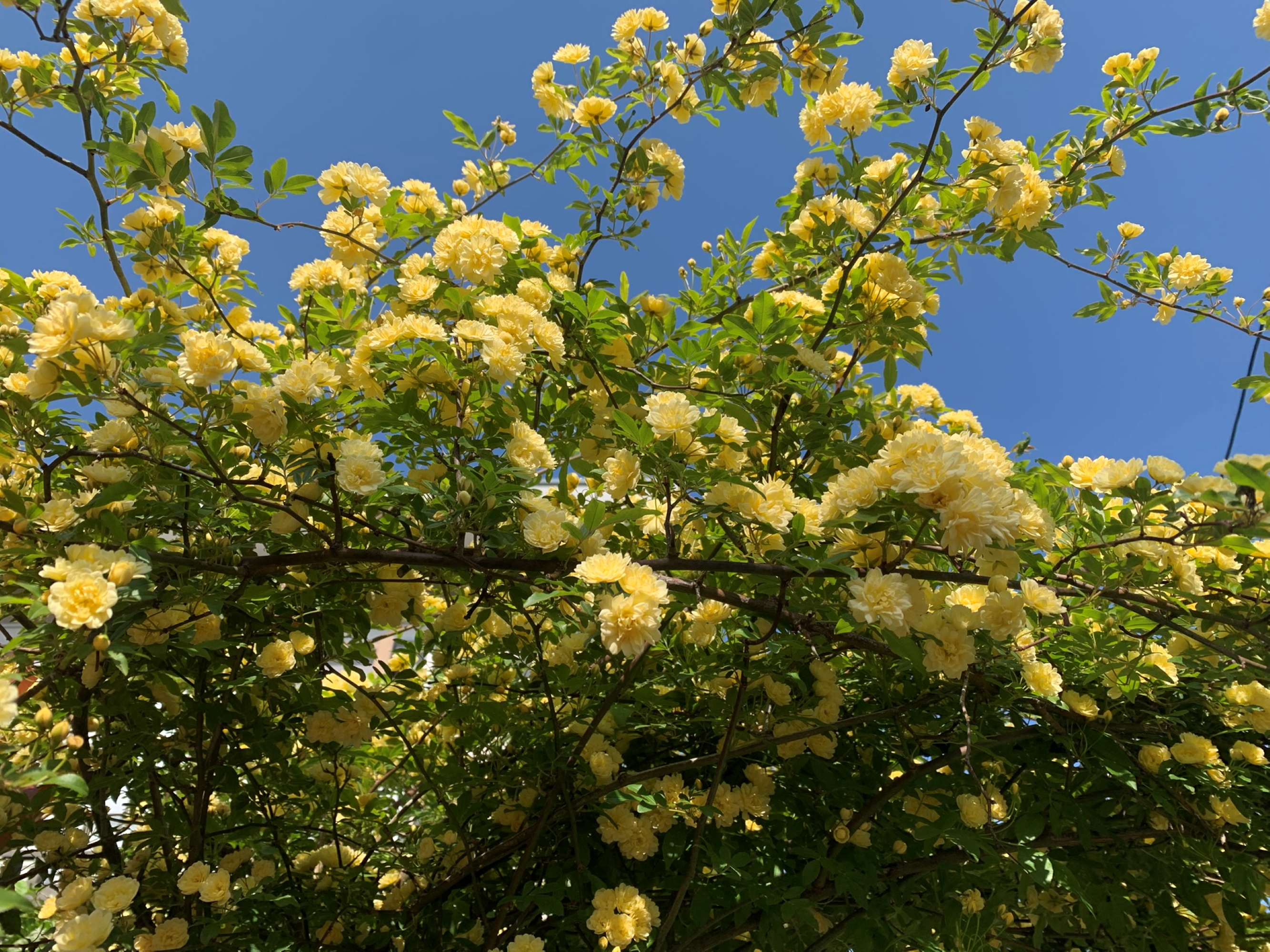A vibrant scene featuring a dense cluster of yellow flowers blooming on green foliage under a clear blue sky.