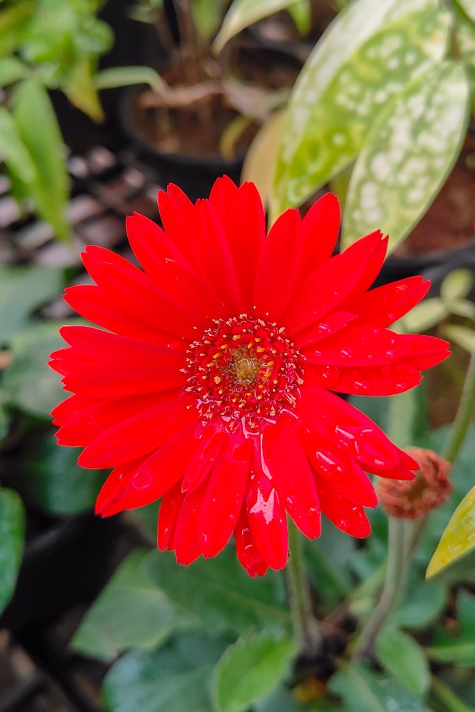 A vibrant red flower with numerous narrow petals radiates from its center, creating a striking and bold appearance.