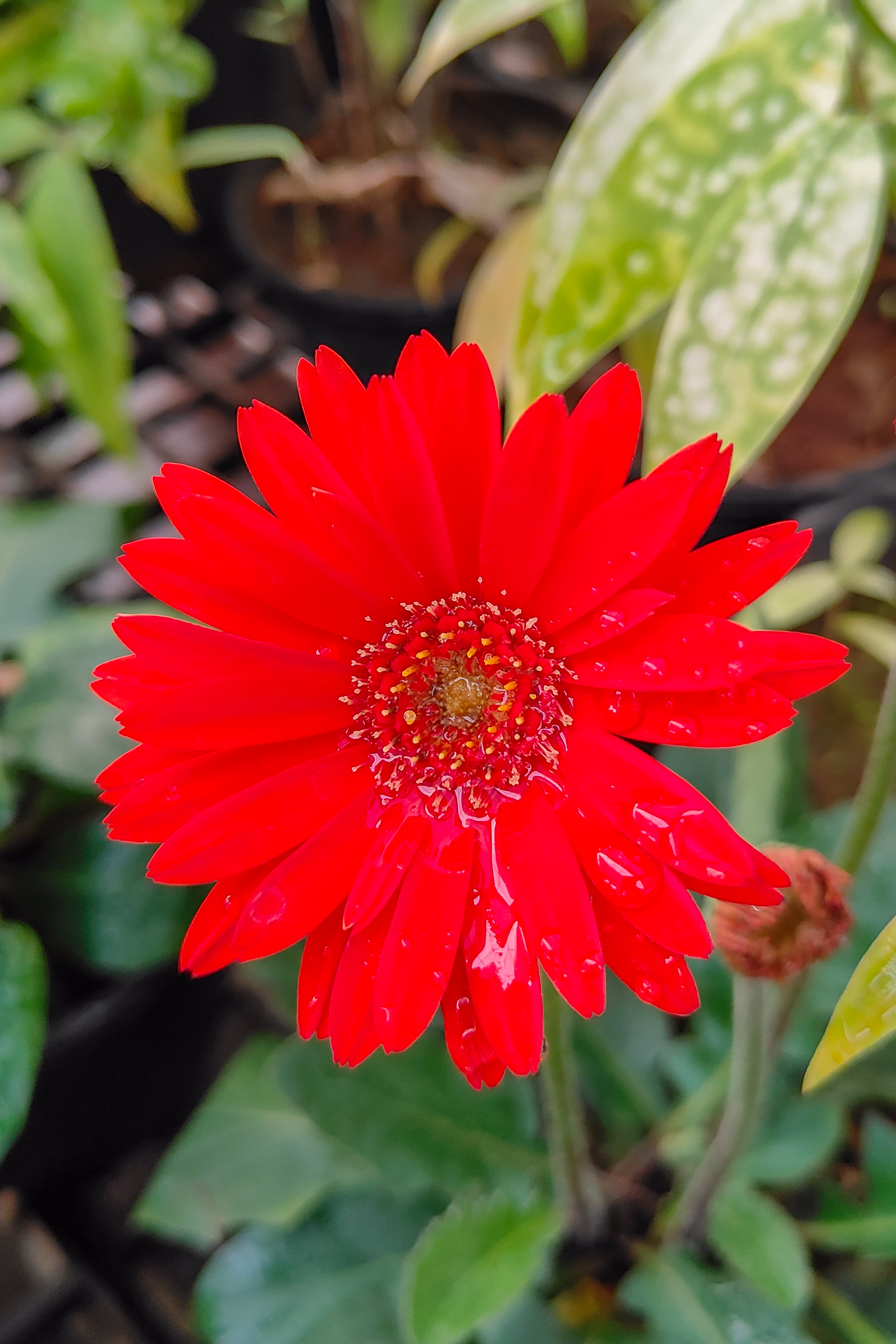 A vibrant red flower with numerous narrow petals radiates from its center, creating a striking and bold appearance.