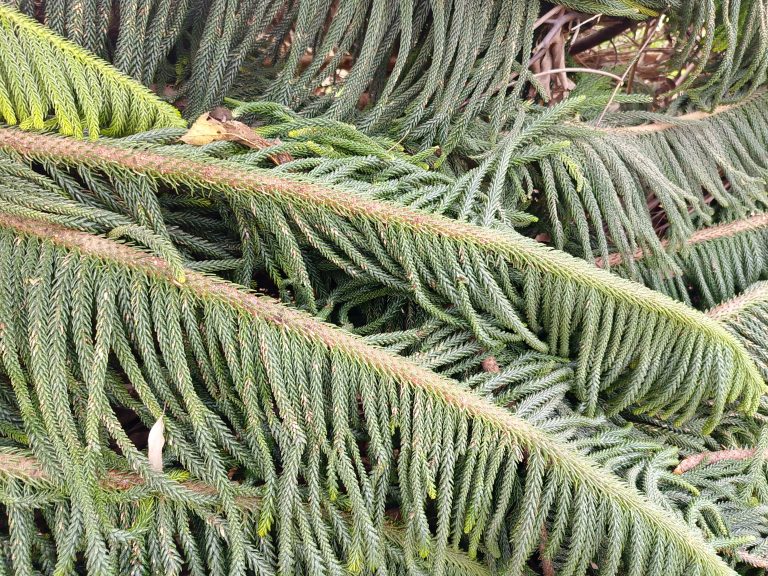 Close-up of dense green foliage featuring layered, elongated needle-like leaves arranged in a symmetrical pattern, typical of coniferous trees