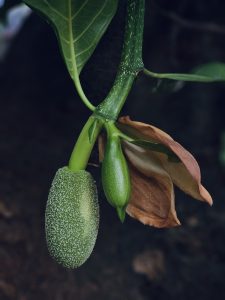 A close-up of a developing jackfruit beside a dried leaf on the tree in Kozhikode, Kerala, showing natural textures and contrast.