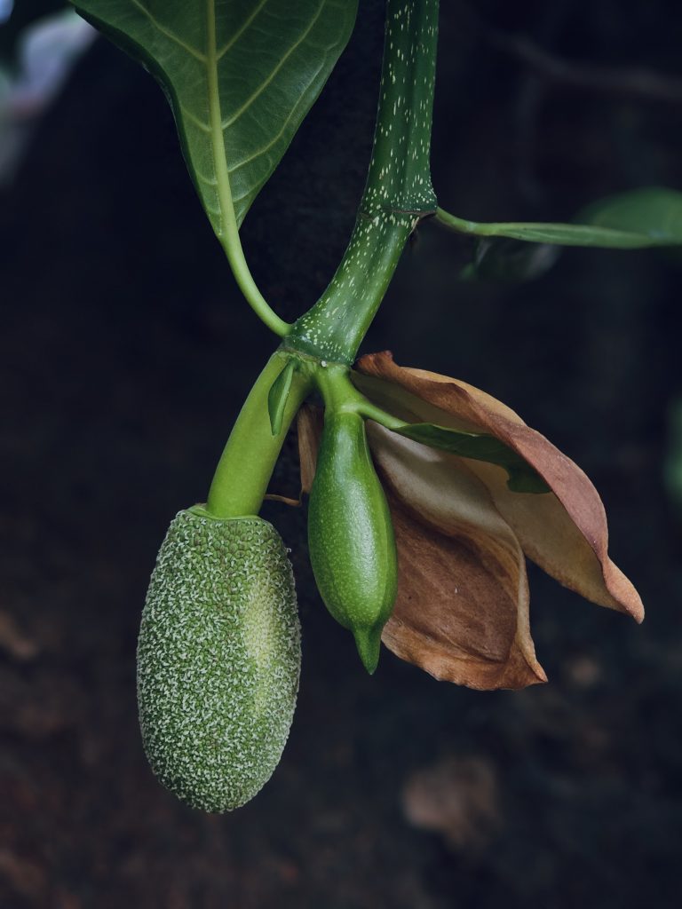 A close-up of a developing jackfruit beside a dried leaf on the tree in Kozhikode, Kerala, showing natural textures and contrast.
