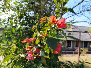 A close-up view of vibrant bougainvillea flowers in shades of pink and orange, surrounded by green leaves.