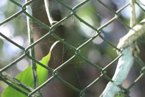 A close-up view of a green metal fence with sections of spider silk visible among the intersecting wires
