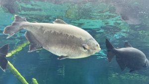 Two dark grey fish swimming near the water&rsquo;s surface