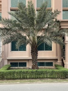 A tall palm tree stands before a light-colored building with large turquoise-patterned windows, surrounded by neat hedges and well-kept landscaping.
