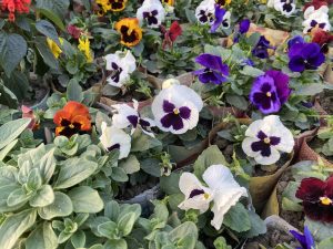 A vibrant display of pansy flowers in various colors, including purple, yellow, orange, and white, nestled among lush green leaves.