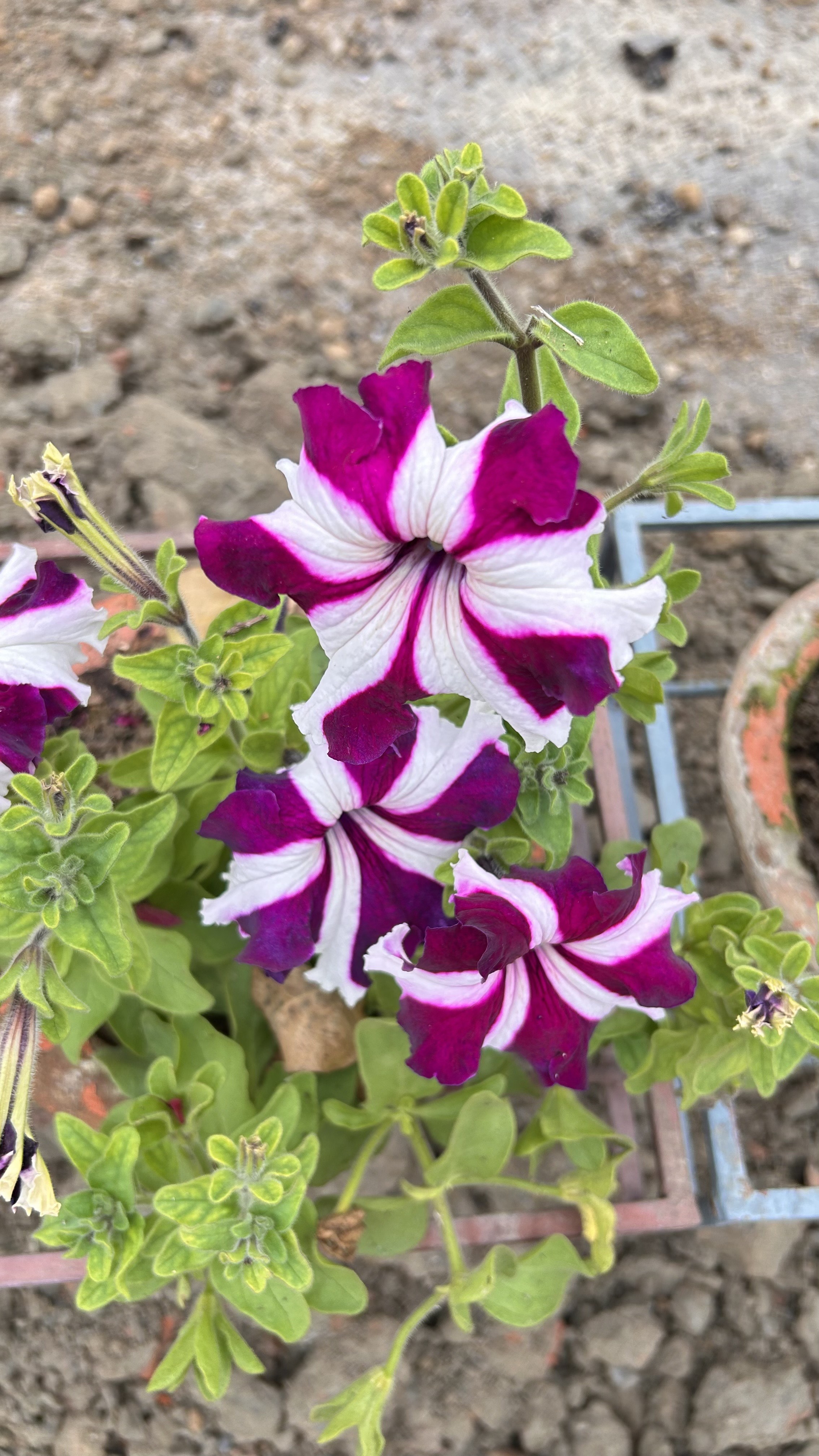 A close-up of vibrant petunia flowers featuring a striking pattern of deep purple and white stripes.
