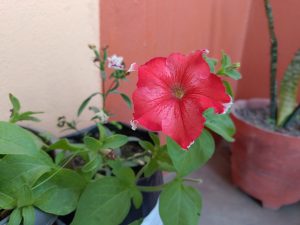 A vibrant red flower with a ruffled edge blooms prominently in the foreground, surrounded by green leaves.