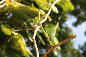 A close-up of a green plant stem with shiny leaves and a small new shoot.
