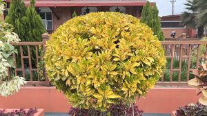 A rounded shrub with vibrant yellow and green leaves is centrally positioned in the foreground. Surrounding it are various smaller plants, including a white flowering plant and purple foliage.